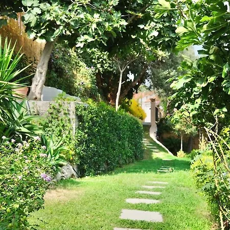 فيلة Ipomea - Cielo & Terra